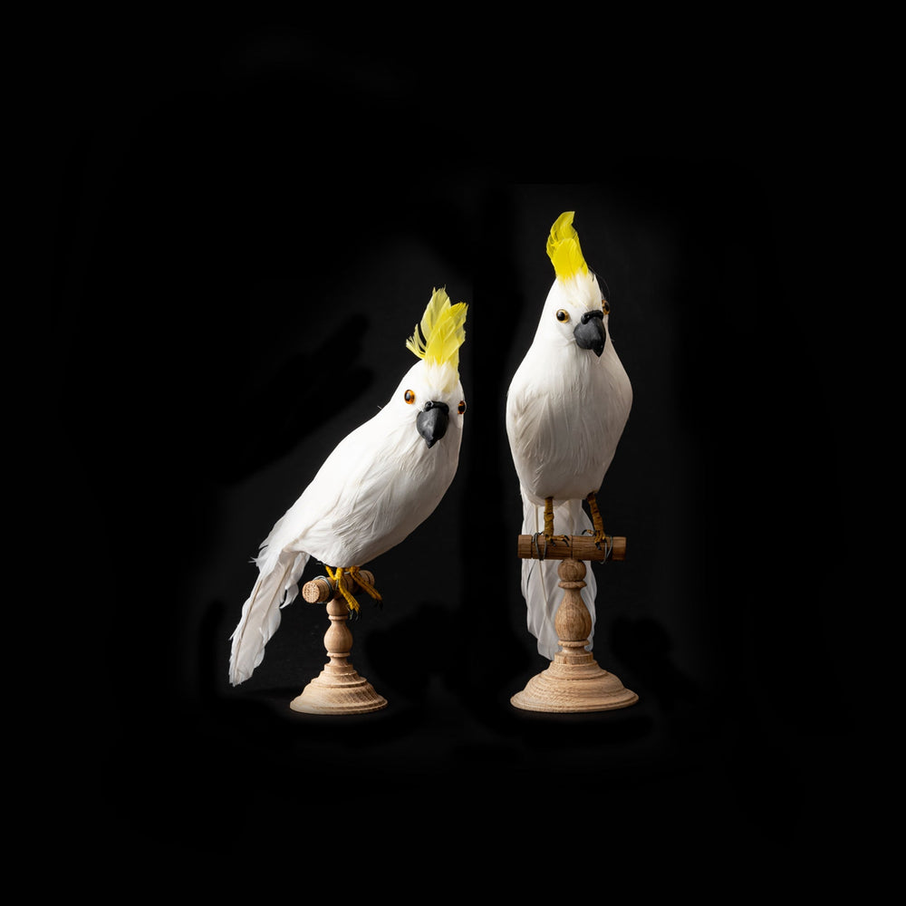 parrot small front design by puebco 2