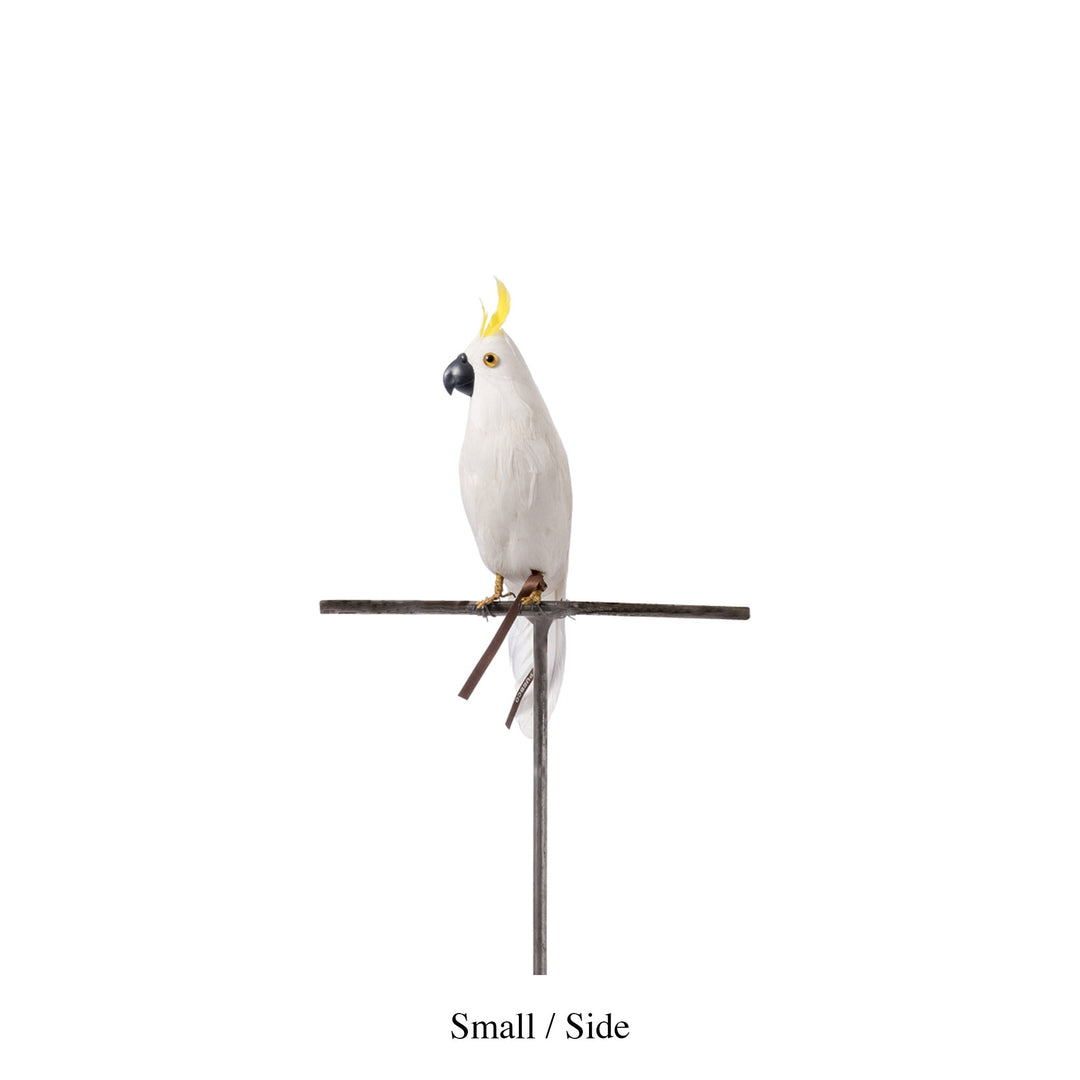 parrot small side design by puebco 3