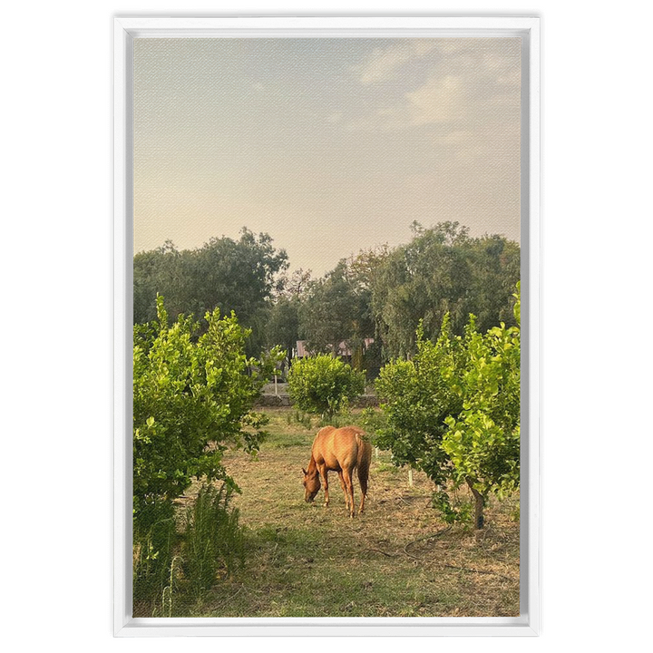 Sicilian Farm Framed Canvas