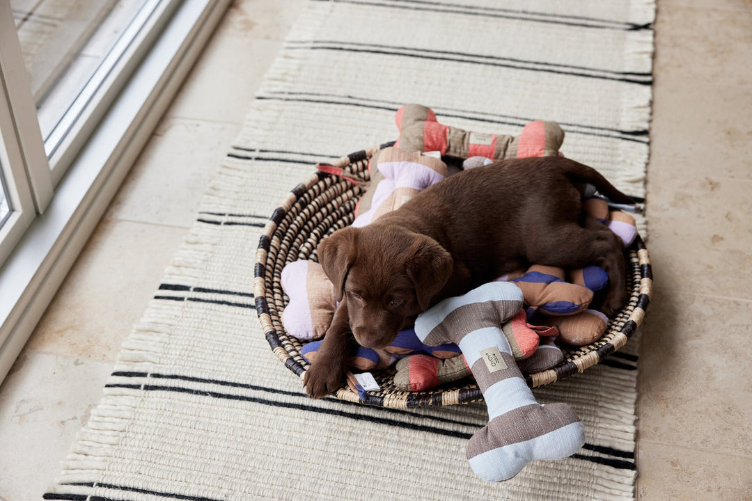 ashi dog toy caramel blue 4