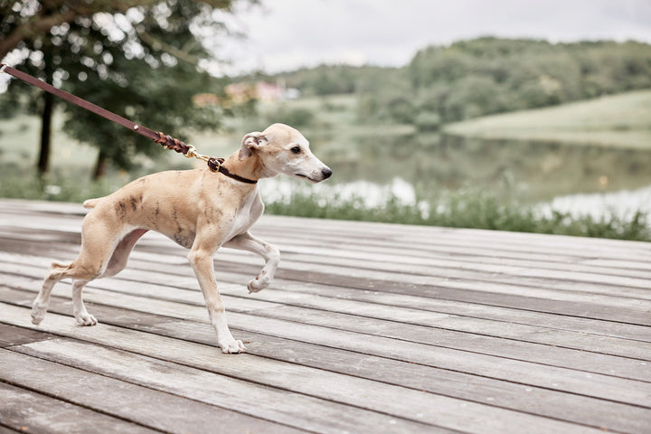 robin dog collar choko 6