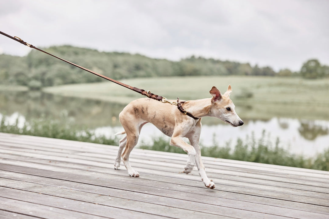 robin dog leash choko 3